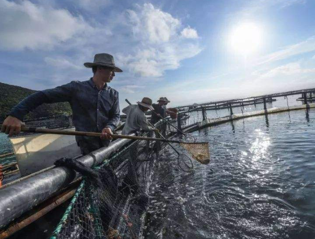 青島海洋漁業加快轉型升級
